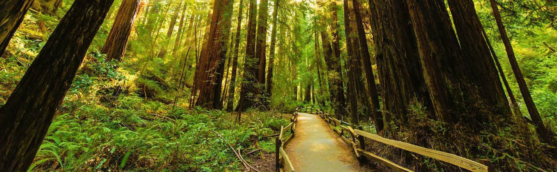 Forest Image